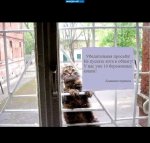 кот в общаге.jpg