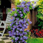 Роза голубая.jpg