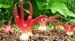 Clathrus archeri004_result.png