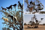 tree-climbing-goats.jpg