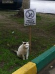 выгул собак запрещён.jpg