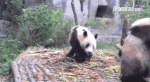 pandaboss.gif