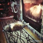 кот у камина.jpg