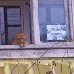 продаю попугаев.jpg