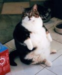 fat_cats_43.jpg