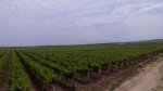 vinogradnik1.jpg
