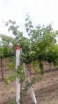 vinogradnik2.jpg