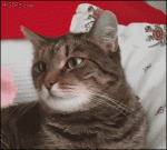 Flower-on-cats-head-brain-freeze.gif