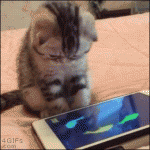 Kitten-tablet-fishing.gif