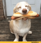 sobakaschasteesthotdog2053757_yapfiles.ru.gif