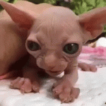 image (convert-video-online.com).gif