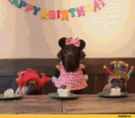 гифки-собакены-с-днем-рождения-3389603.gif