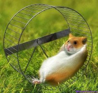 Александр SVI