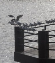 Александр Подгорный