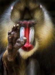 Александр Пациорин