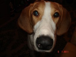 Просто Прохожий