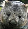 wombat