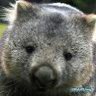 wombat